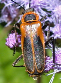 Goldenrod Soldier Beetle